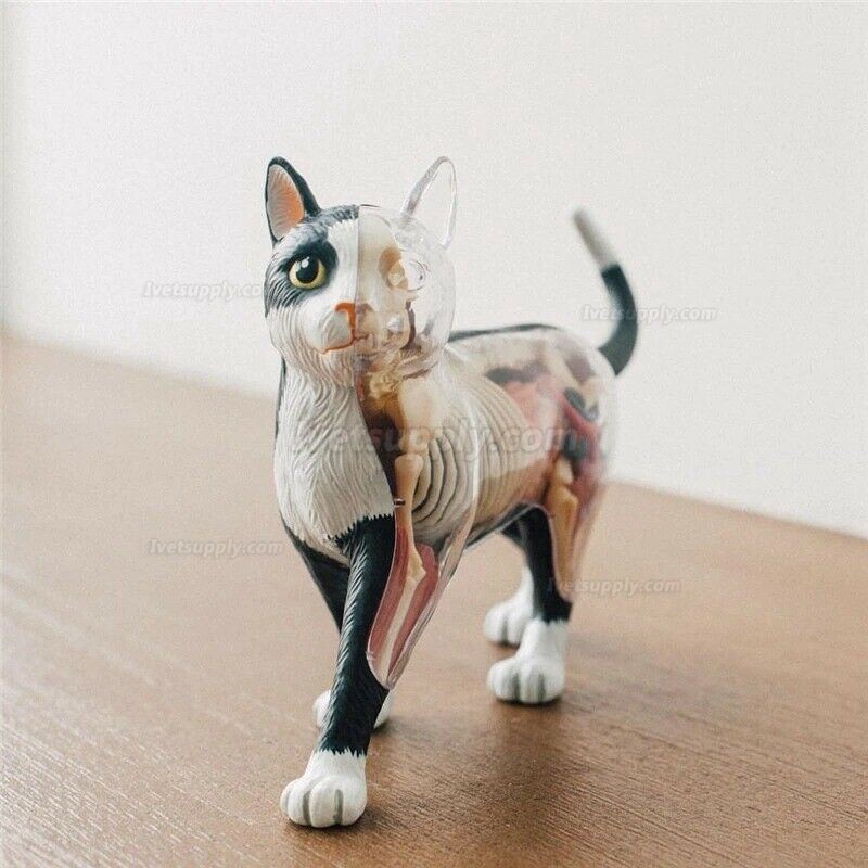 Animal Cat 4d Biology Organ Anatomical Model Medical Teaching Puzzle Assembling